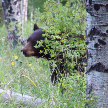 A Bear near our Cabin | Abundant Wildlife