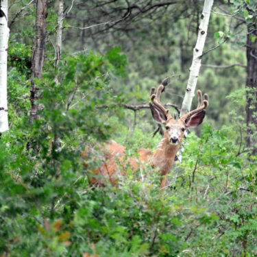 Lots of Deer and Wildlife Everywhere in Colorado